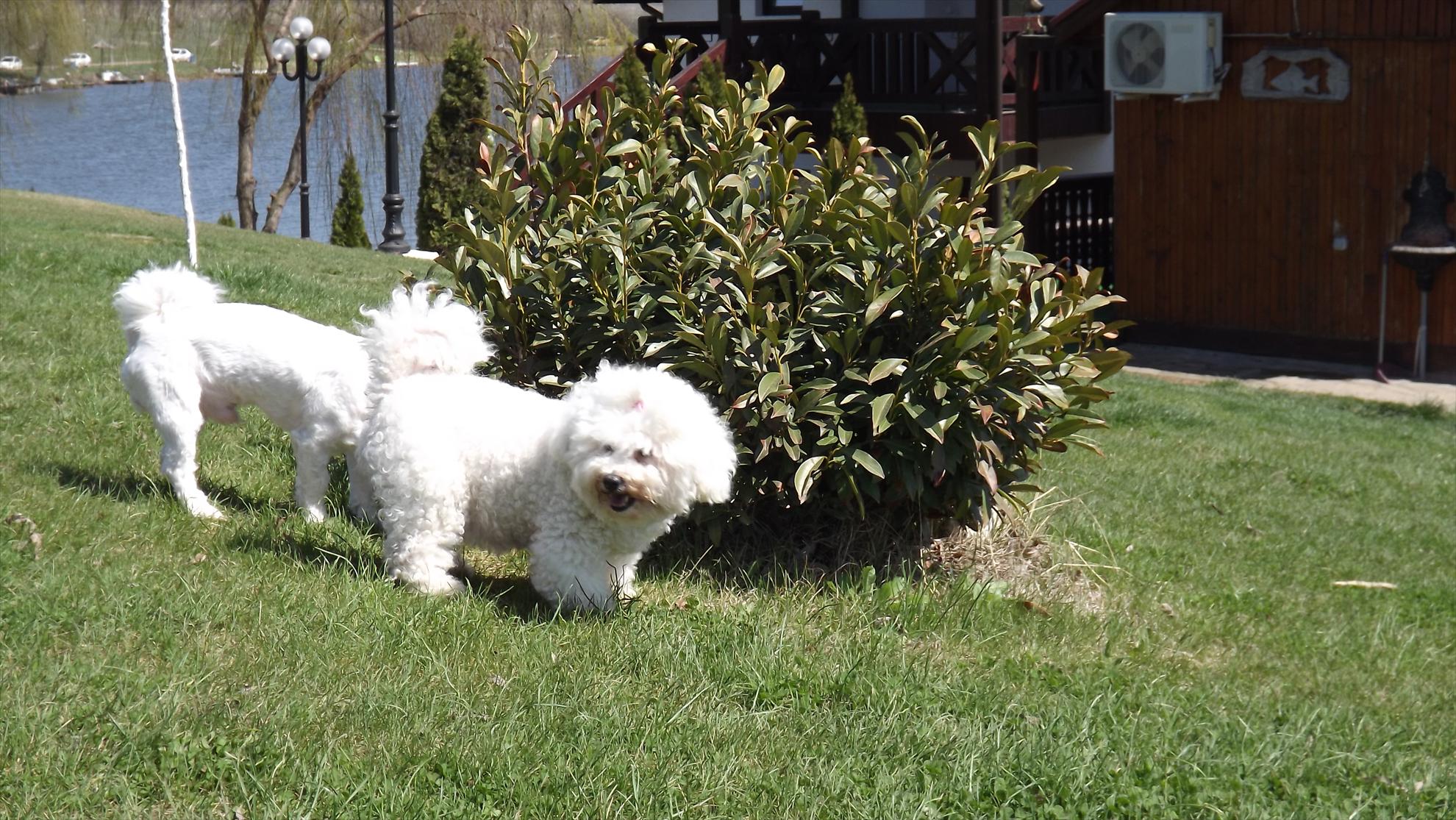laguna verde 2013 - dscf1336.JPG